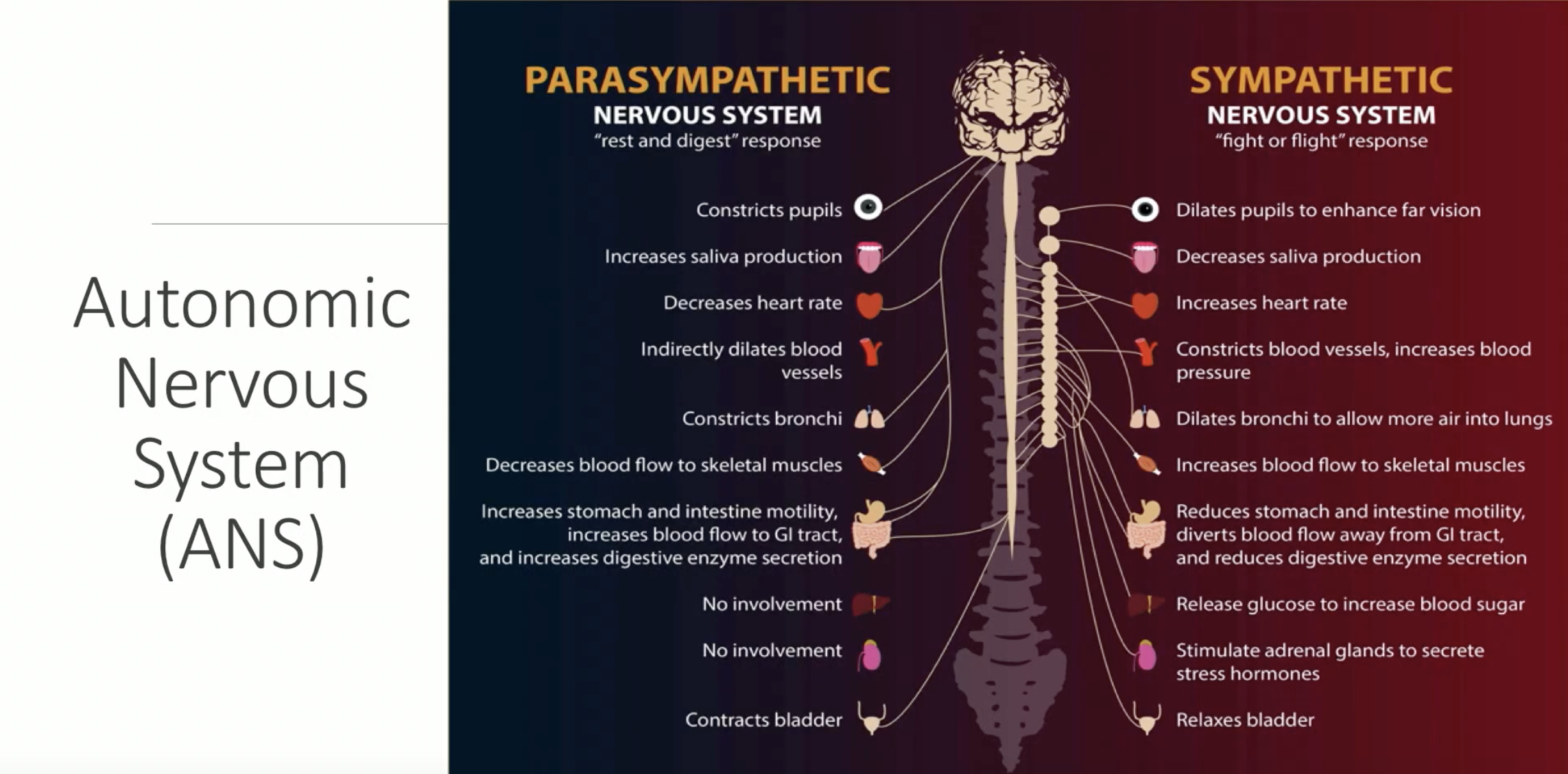 Электронная нервная система. Симпатическая нервная система. Autonomic nervous System. Parasympathetic nervous System. Симпатическая и парасимпатическая нервная система.